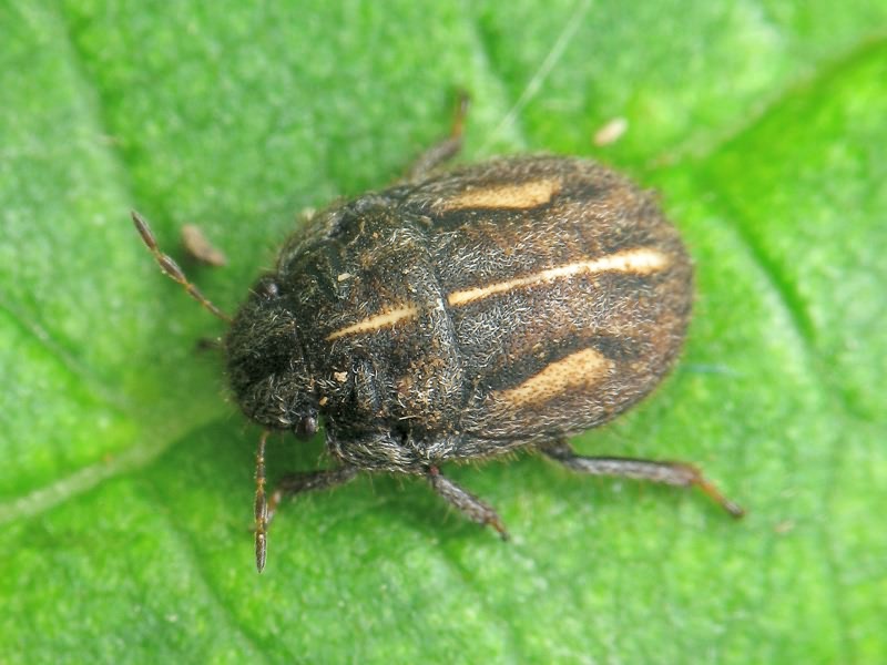 Odontoscelis (Odontoscelis) lineola Rambur, 1839